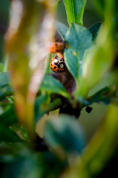 Coccinelles Rouges Dans Jardin Sur Branche Arbre — Photo