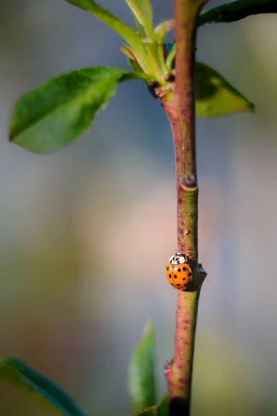 Coccinelles Rouges Dans Jardin Sur Branche Arbre — Photo