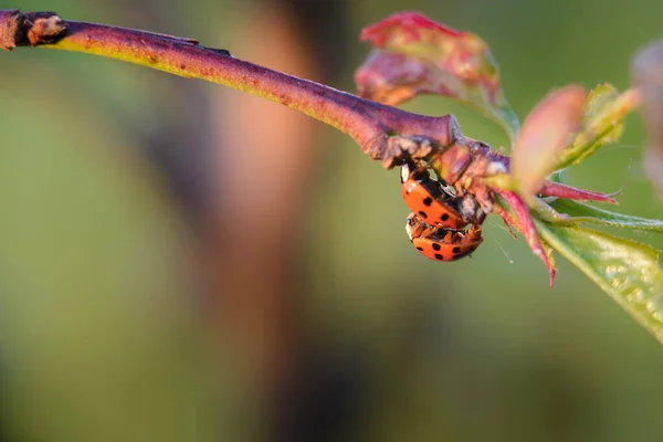 Coccinelle Rosse Giardino Ramo Albero — Foto Stock