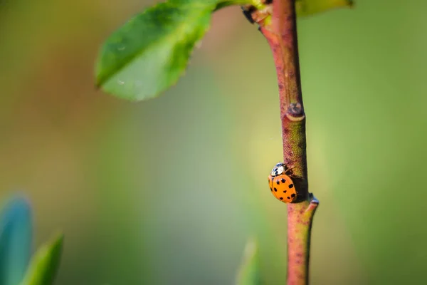 Red Ladybugs Garden Tree Branch — Stock Photo, Image