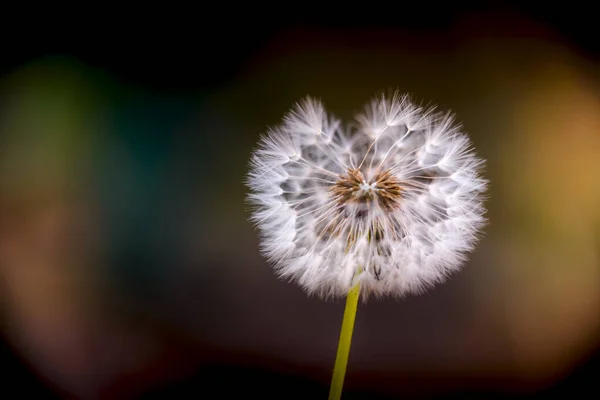 Dandelion Garden Morning Lights — Stock Photo, Image