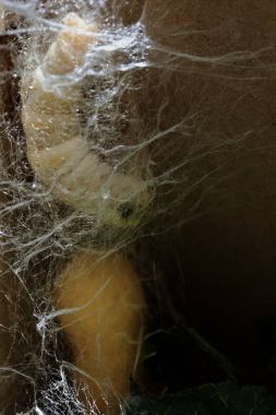 İpekböceği larva tırtıl yapımı koza