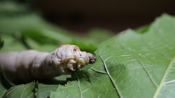 Baco Seta Mangiare Gelso Foglia Verde — Video Stock