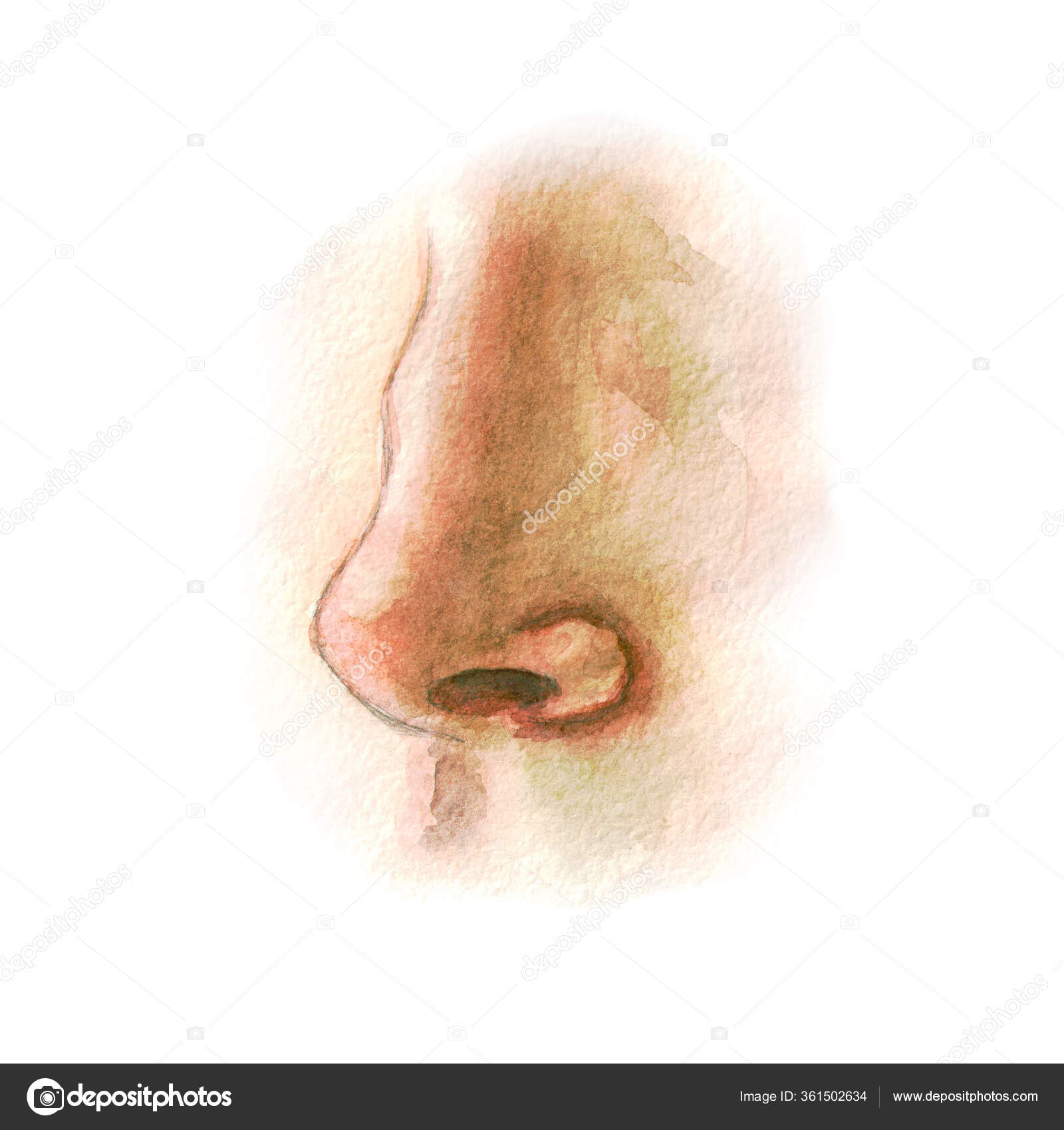25,800+ Nose Drawing Stock Illustrations, Royalty-Free Vector Graphics &  Clip Art - iStock | Nose sketch, Nose outline, Ear