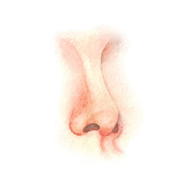 Menschliche Nase Dreiviertelperspektive Aquarellillustration — Stockfoto