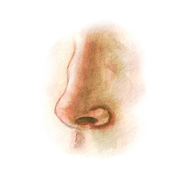 Σχέδιο Ακουαρέλας Εικονογράφηση Της Μύτης Προβολή Στο Προφίλ — Φωτογραφία Αρχείου