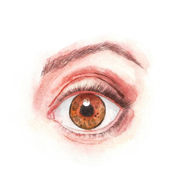 Wide Open Surprised Brown Eye Eyebrows Eyelashes Hand Drawn Watercolor — Stock Photo, Image