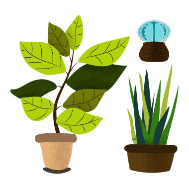 Ev bitkilerinin vektör seti. Dokuları düz bir şekilde resmedilmiş. Beyaz arka planda izole bir saksı bitkisi koleksiyonu..