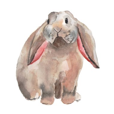 Beyaz arka planda suluboya tavşan çiziyor. Sevimli hayvan, şeffaf suluboya. Çok katmanlı cilalama tekniği.