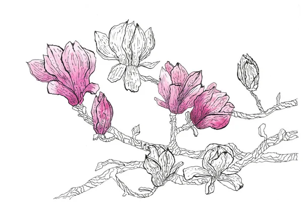 Graphic Illustration Magnolia Flowers Mixed Ink Watercolor Drawing Tech Picture — Stock Photo, Image