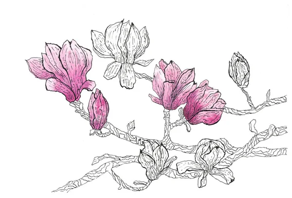 Γραφική Απεικόνιση Των Λουλουδιών Μανόλια Τεχνολογία Μικτού Μελανιού Και Υδατογραφίας — Φωτογραφία Αρχείου