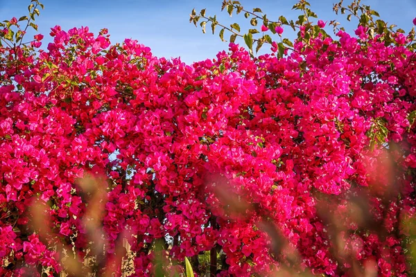 Kwitnących Bugenwilli Blask Koloru — Zdjęcie stockowe