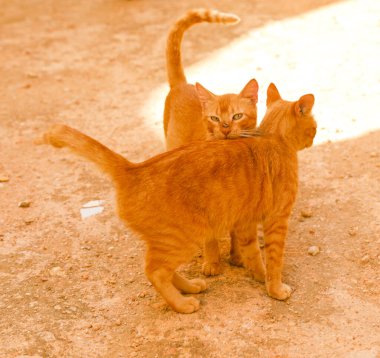 Kızıl saçlı güzel kediler.