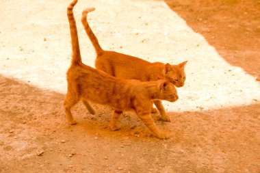 Kızıl saçlı güzel kediler.
