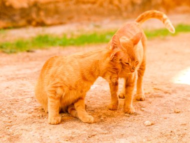 Kızıl saçlı güzel kediler.