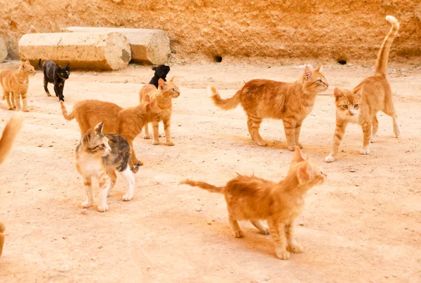 Red Haired Beautiful Cats — Stock Photo, Image