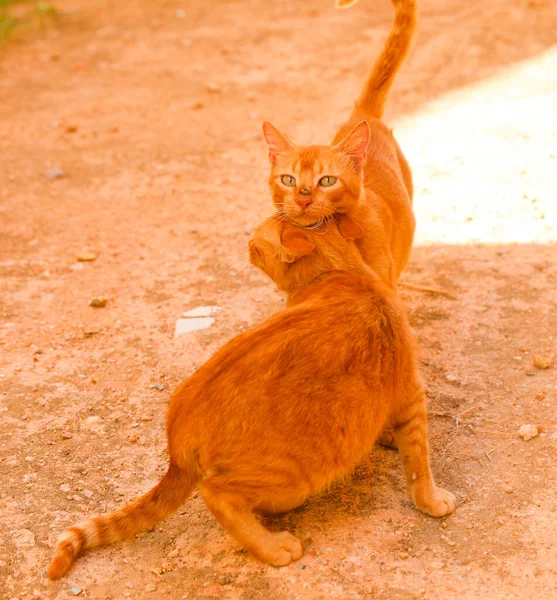 Pelo Rojo Hermosos Gatos — Foto de Stock