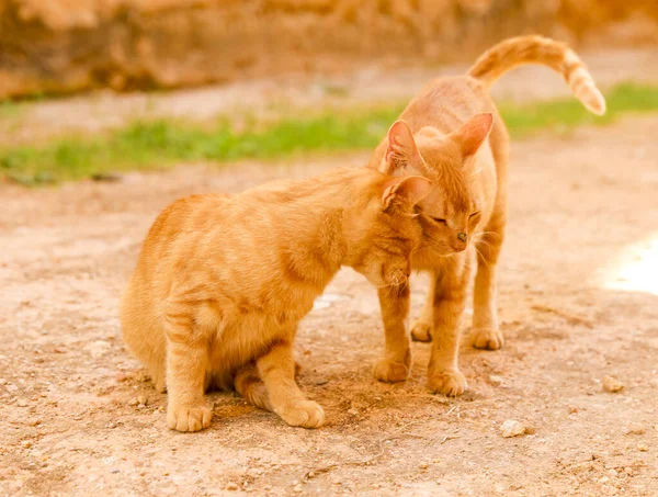 Red Haired Beautiful Cats — Stock Photo, Image