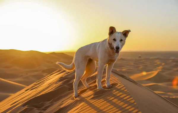 Sahara Grand Désert Aride Monde Étoiles Maroc Avec Mélange Sable — Photo