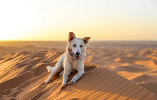 Sahara Grand Désert Aride Monde Étoiles Maroc Avec Mélange Sable — Photo
