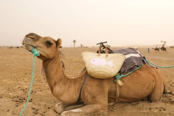 Camelo Pronto Para Levar Turistas Acampamento Berbere Deserto — Fotografia de Stock