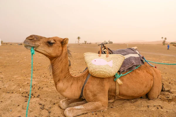 Верблюд Готовий Привести Туристів Берберського Табору Пустелі — стокове фото
