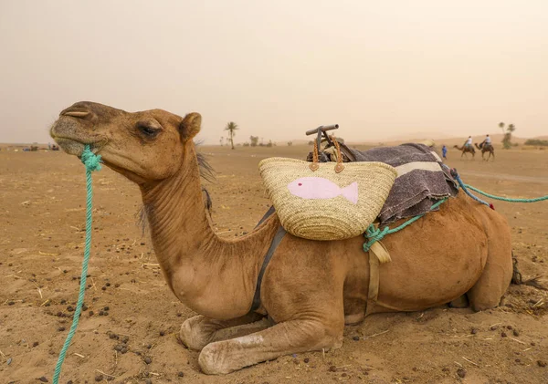 Camelo Pronto Para Levar Turistas Acampamento Berbere Deserto — Fotografia de Stock