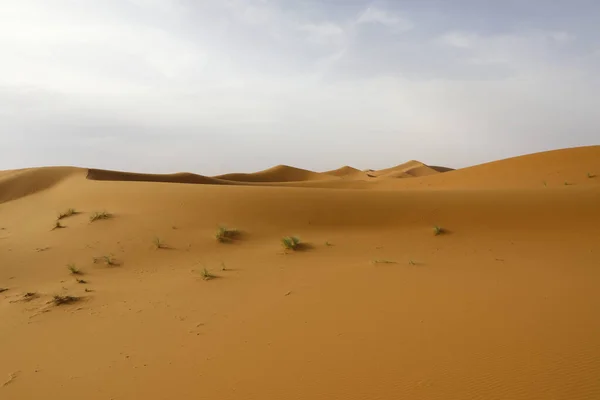 Sahara Een Van Grootste Dorre Woestijn Ter Wereld — Stockfoto