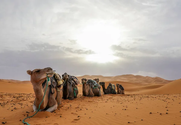 Sahara Grootste Dorre Woestijn Ter Wereld Sterren Marokko Met Een — Stockfoto