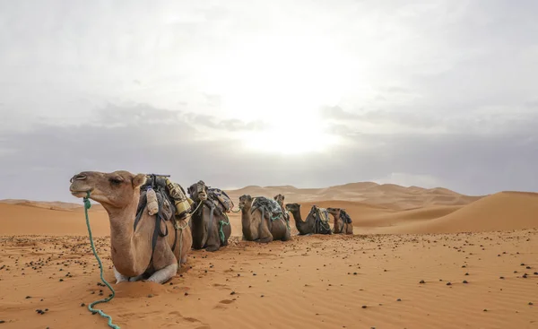 Сахара Найбільша Пустеля Світі Зірки Марокко Сумішшю Піску Каміння — стокове фото