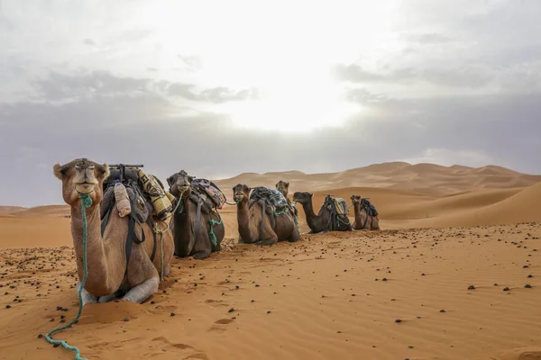 撒哈拉沙漠是世界上最大的干旱沙漠 在摩洛哥 星星与沙子和岩石混合在一起 — 图库照片
