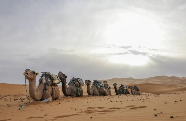 Sahara Desierto Árido Más Grande Del Mundo Estrellas Marruecos Con —  Fotos de Stock