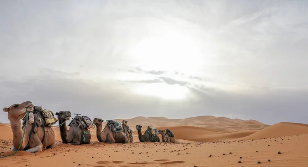 Sahara Desierto Árido Más Grande Del Mundo Estrellas Marruecos Con —  Fotos de Stock