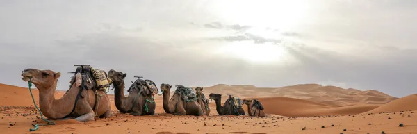 Σαχάρα Μεγαλύτερη Άνυδρη Έρημος Στον Κόσμο Αστέρια Στο Μαρόκο Ένα — Φωτογραφία Αρχείου