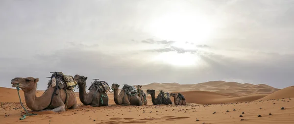 Sahara Desierto Árido Más Grande Del Mundo Estrellas Marruecos Con —  Fotos de Stock