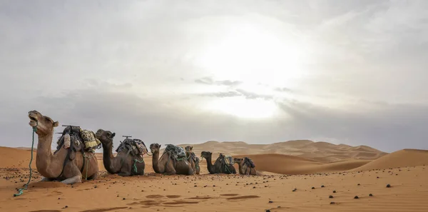 Сахара Найбільша Пустеля Світі Зірки Марокко Сумішшю Піску Каміння — стокове фото
