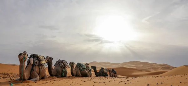Sahara Desierto Árido Más Grande Del Mundo Estrellas Marruecos Con —  Fotos de Stock