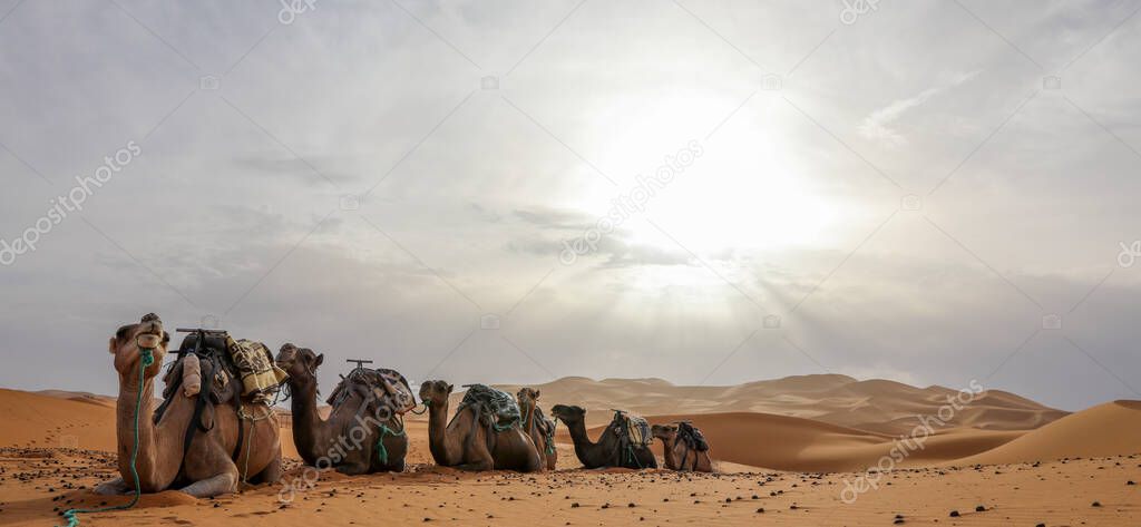 the Sahara the largest arid desert in the world, stars in Morocco with a mixture of sand and rock.