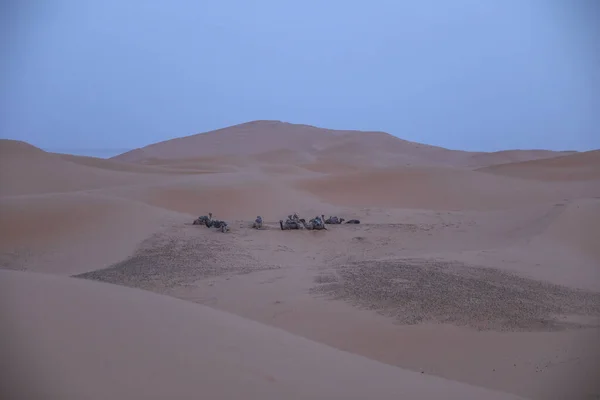 Szahara Sivatag Merzouga Marokkó — Stock Fotó