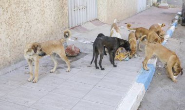 Agadir sokaklarında başıboş bir köpek sürüsü..
