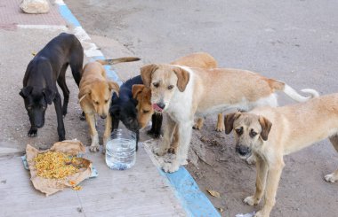Agadir sokaklarında başıboş bir köpek sürüsü..
