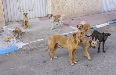 Agadir sokaklarında başıboş bir köpek sürüsü..