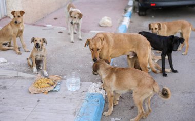 Agadir sokaklarında başıboş bir köpek sürüsü..