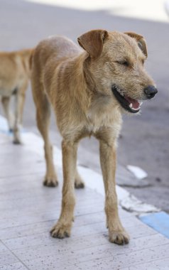 Agadir sokaklarında başıboş bir köpek sürüsü..