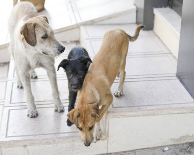 Agadir sokaklarında başıboş bir köpek sürüsü..
