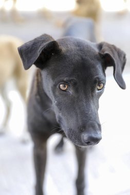 Agadir sokaklarında başıboş bir köpek sürüsü..