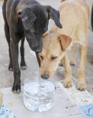 Agadir sokaklarında başıboş bir köpek sürüsü..