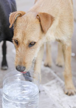Agadir sokaklarında başıboş bir köpek sürüsü..