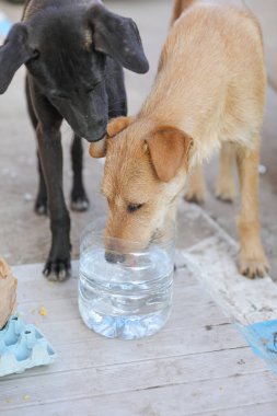 Agadir sokaklarında başıboş bir köpek sürüsü..