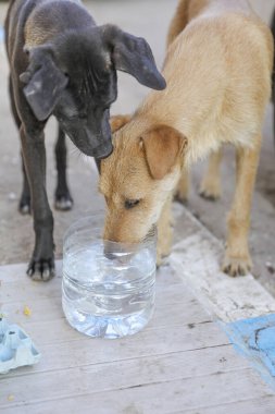 Agadir sokaklarında başıboş bir köpek sürüsü..